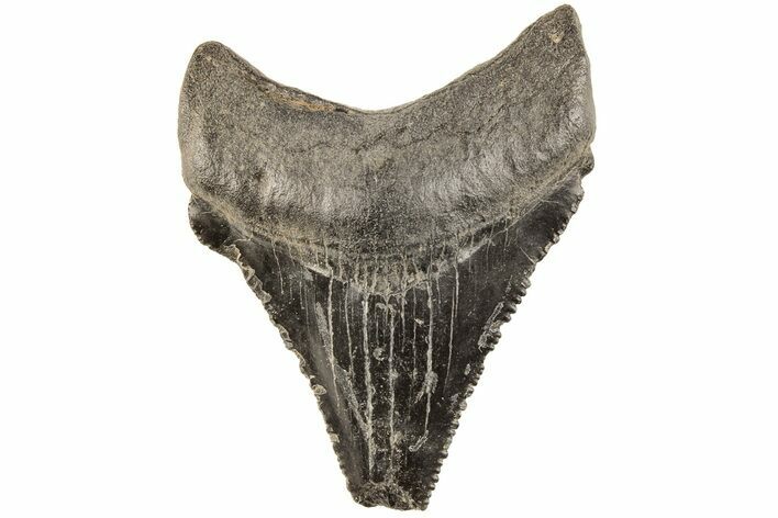 Serrated Angustidens Tooth - Megalodon Ancestor #202413